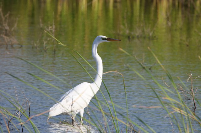Great Egret Wading in Wetland Shallows