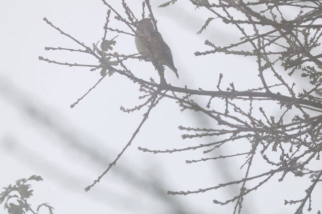 Small Bird Perched on Snowy Cedar Branch in Winter
