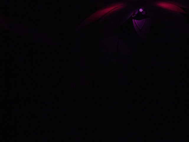 Purple Spotlight