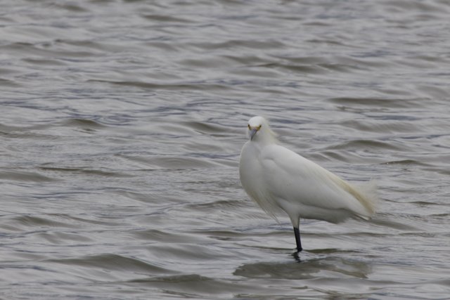 Serene Sentinel of the Bay