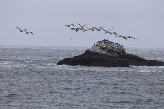 Pelicans Soaring Over Seabird Colony Rock