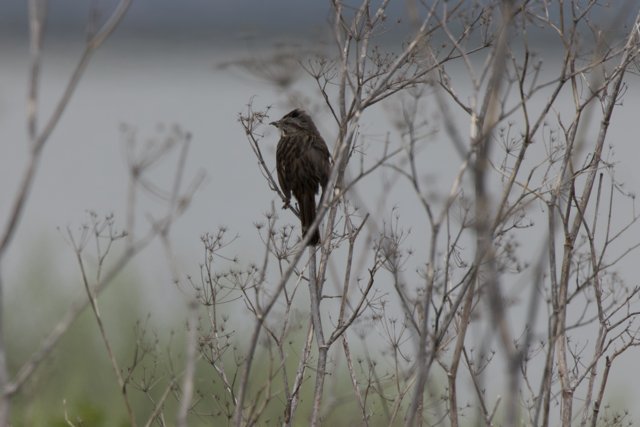 Perched in Serenity