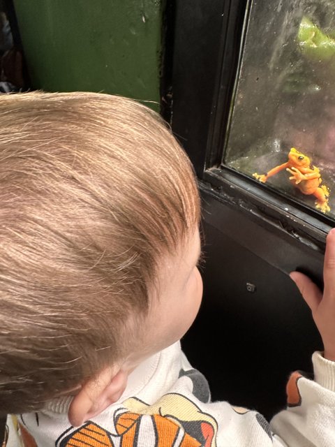 A Toddler's Fascination