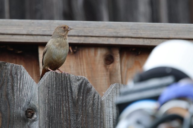 Small Brown Bird Perched on Weathered Wooden Fence