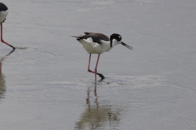 Wading Duet
