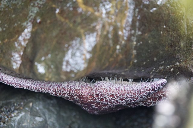 Sea Star Feeding on Mussel at Tide Pool
