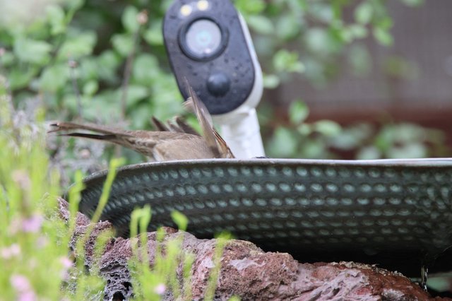 House Sparrow Bathing in Textured Garden Basin