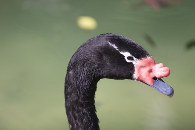 Colorful Black Swan
