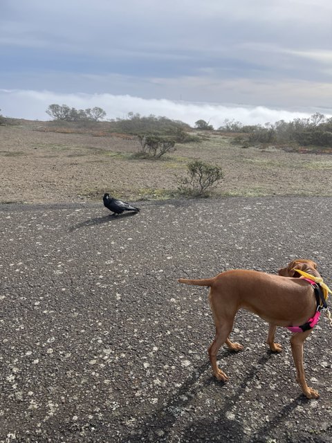 A Dog and Bird's Adventure on the Road