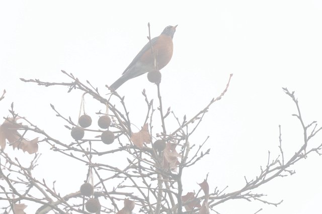 American Robin Perched in Foggy Winter Tree