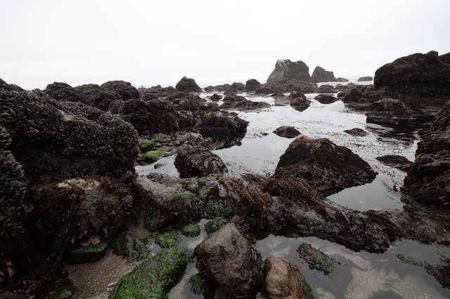 Rugged Tide Pools at Low Tide on Foggy Coast