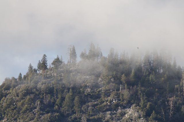 Misty Mountain Forest Emerging from Morning Fog