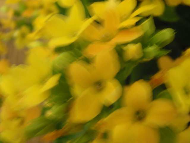 Blurry Yellow Flowers in 2008