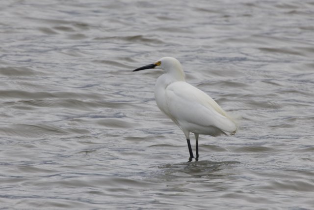 Graceful Sentinel of the Wetlands