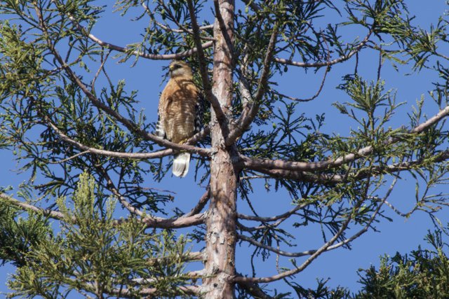 Guardians of the Canopy