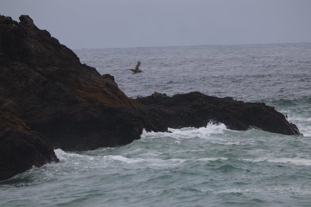 Seabird Soaring Over Rocky Coastal Outcrops