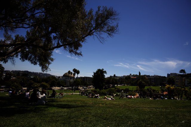Resilient Majesty at Delores Park