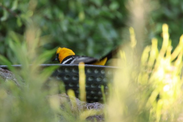 Hooded Oriole Perched Among Yellow Flowers in Garden