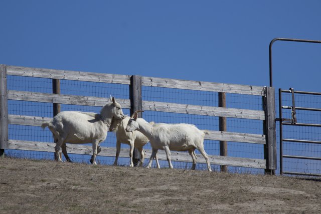 Pastoral Harmony: A Day at Carmel Valley Ranch