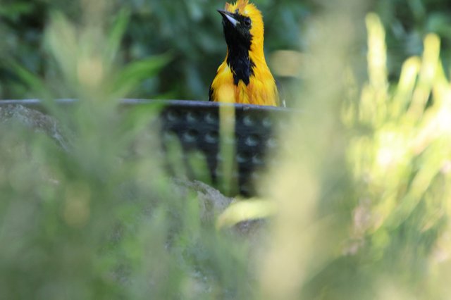 Hooded Oriole Perched Through Foliage in Urban Setting