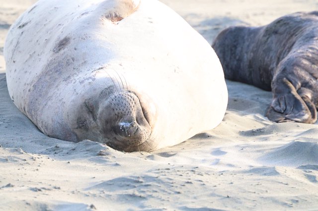Elephant Seal Resting on Drakes Beach Sand