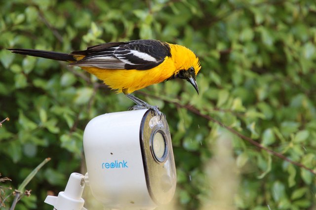 Hooded Oriole Perched on Security Camera