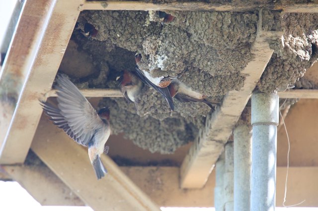 Cliff Swallows Tending to Their Mud Nests