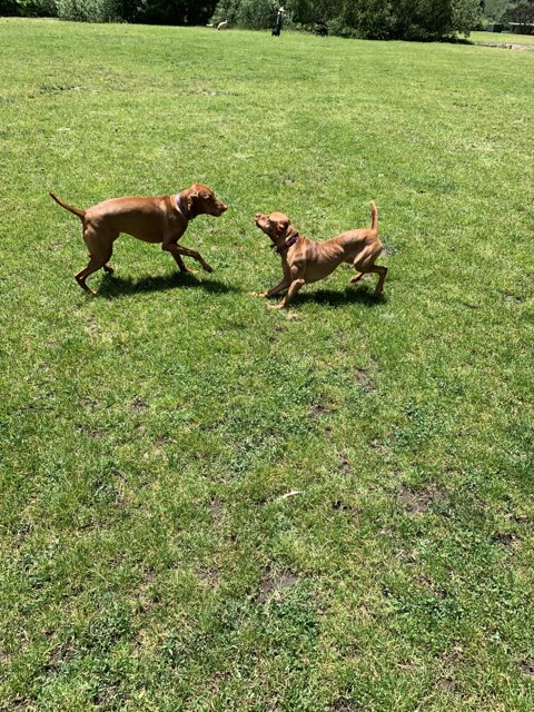 Fun in the sun with two playful pups
