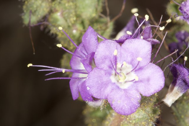Purple Geranium Flower and Small White Flowers