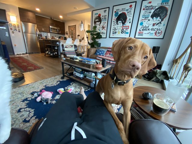 Canine Companion in Cozy Living Room