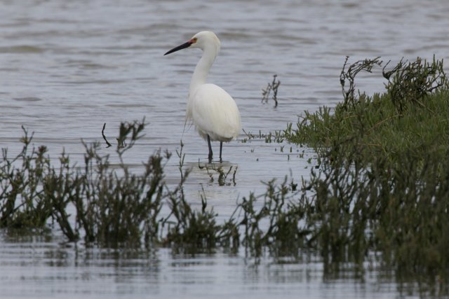 Graceful Hunters of the Wetlands