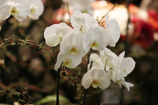 Beautiful White Orchids
