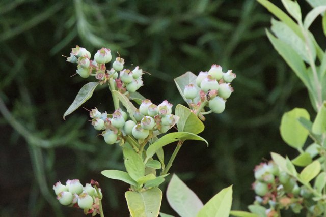 Emerging Blueberries of Spring