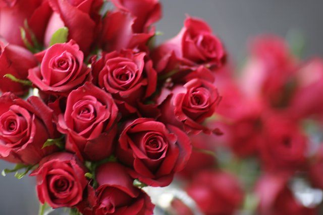 Stunning Bouquet of 13 Red Roses