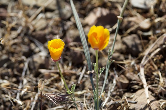 Golden Poppies Blooming in Dry Chaparral Landscape
