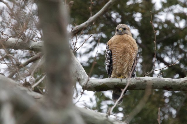Red-shouldered Hawk Perched on Winter Branch