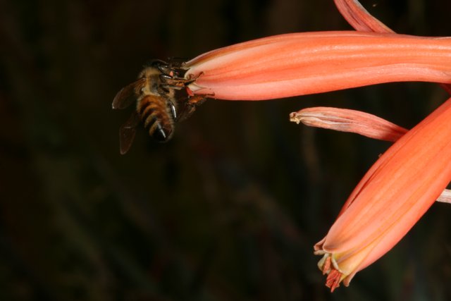 Buzzing Bee on Red Flower