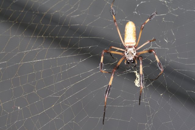 Garden Spider with Long Legs and Tail