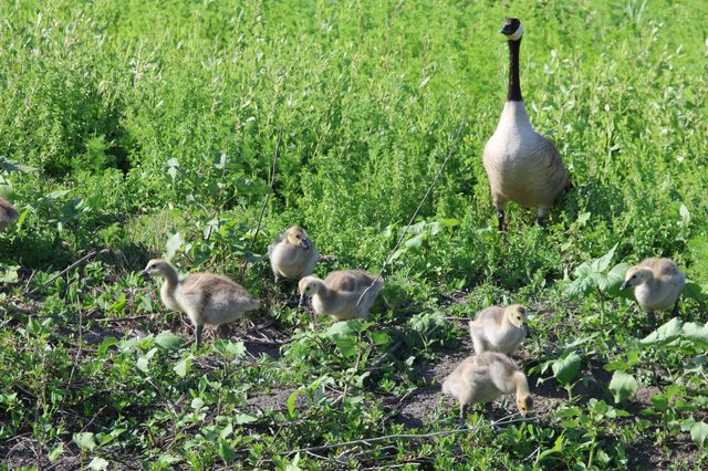 Canada Goose Family Foraging in Spring Wetlands