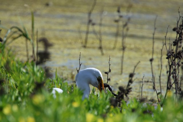 Great Egret Hunting in Wetland Marsh