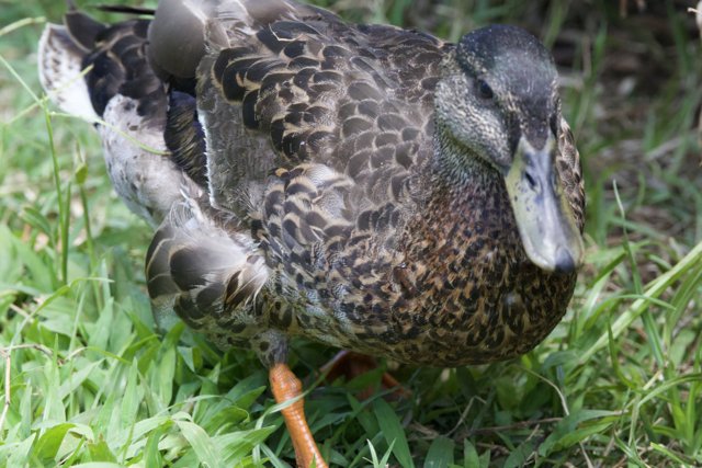 Strolling Through Green: A Duck's Day at Honolulu Zoo