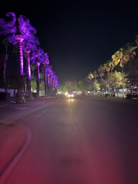 Neon Palms at Night