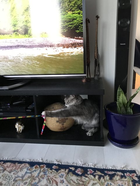 TV Playtime for Feline Friends