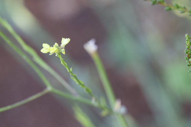 Delicate Yellow Wildflower Blooms on Slender Stem