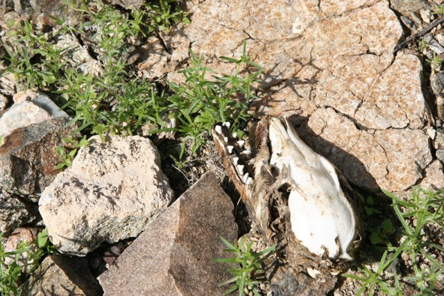 Fallen Bird amongst Rocks and Rubble