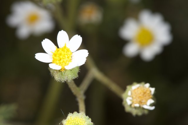 Delicate Daisy Blossom