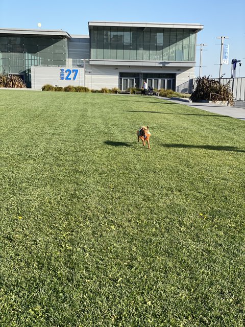 Puppy Playtime at Pier 27