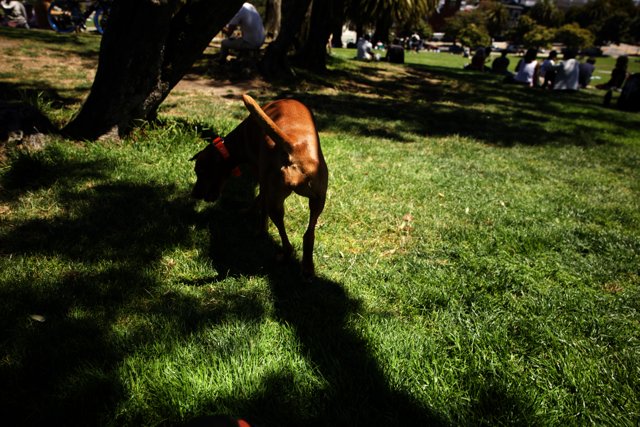 Leisurely Stroll in Delores Park: A Canine's Tale