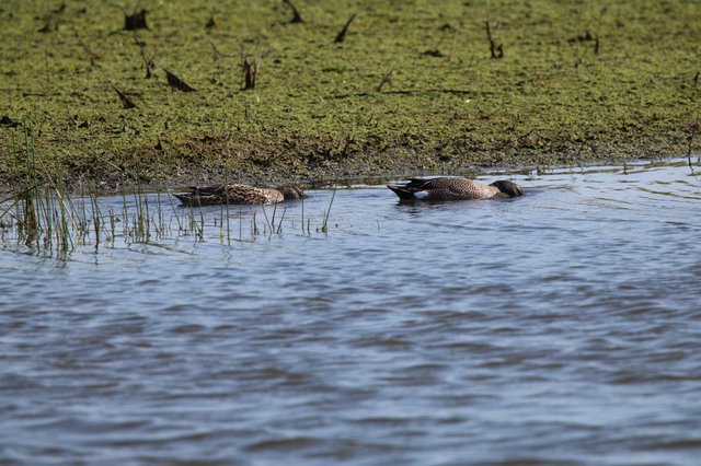 Northern Shoveler Ducks Foraging in Wetland Shallows