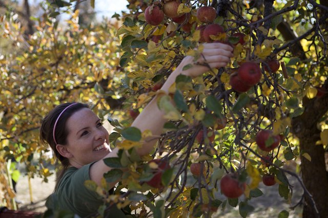 Smiling Woman Picks Fresh Red Apples from Orchard Tree